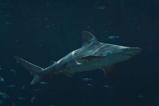 Alles Wat Je Moet Weten Over Haaien: Fascinerende Jagers van de Oceaan